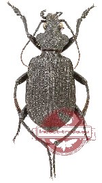 Calosoma (Ctenosta) planicolle (A2)