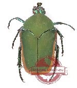 Cotinis mutabilis (A2)