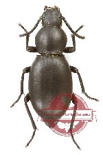 Tenebrionidae sp. 128 (5 pcs)