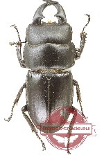 Dorcus ritsemae volscens