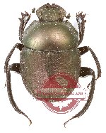 Gymnopleurus sp. 19 (10 pcs)