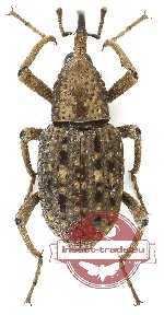 Sipalinus gigas granulatus (5 pcs A2)