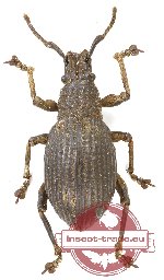 Curculionidae sp. 162 (A2)