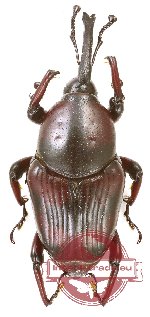 Curculionidae sp. 161 (A2)