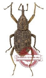 Sipalinus sp. 1