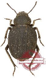 Pimelia sp. 3 (A2)