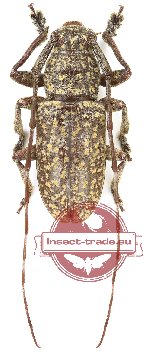 Lamiinae sp. 69 (A2)