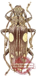 Pascoea cf. degenerata (A2)