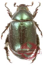 Anomala antigua (A2)
