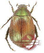 Anomala paramychodes
