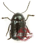 Cryptocephalus sp. 2 (10 pcs)