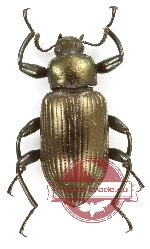 Tenebrionidae sp. 123 (5 pcs)