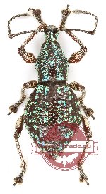 Curculionidae sp. 145 (5 pcs)