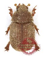 Glaresis pardoalcaidei (10 pcs)