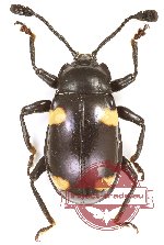 Endomychidae sp. 13