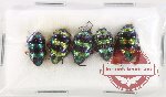 Scientific lot no. 1361 Heteroptera (Scutellarinae) (5 pcs)