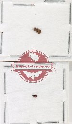 Aderidae Scientific lot no. 5 (2 pcs)