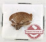 Dolatettix arcuatus