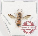 Hymenoptera sp. 141