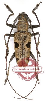 Epepeotes plorator ssp. celebensis (5 pairs)