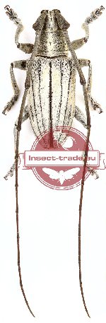 Agnia molitor