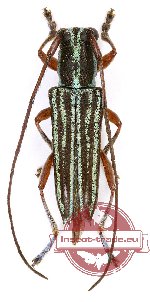 Glenea telmissa Pascoe, 1867 (A-)