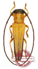 Nupserha fricator celebiana Breuning, 1950 (A2)