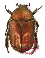 Protaetia (Autoprotaetia) bipunctata (8 pcs)