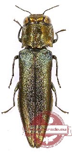 Agrilus sp. 39A (5 pcs)