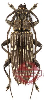 Pascoea cf. exarata Pascoe