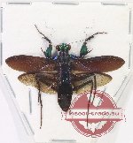 Metallyticus splendidus (A-)