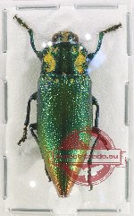 Cyphogastra gloriosa (5 pcs A-/A2)
