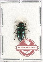 Chrysobothris sp. 16
