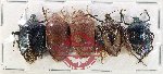 Scientific lot no. 1387 Heteroptera (5 pcs A-, A2)