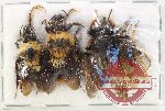 Scientific lot no. 564 Hymenoptera (4 pcs)