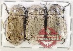 Scientific lot no. 242 Melolonthinae (3 pcs)
