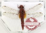 Orthetrum sp. 1 (A2)