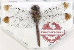 Odonata sp. 89 (5 pcs)