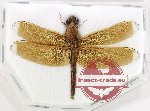 Neurothemis sp. 8