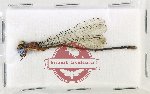 Odonata sp. 90