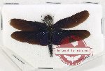 Odonata sp. 86