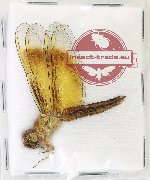 Neurothemis sp. 11