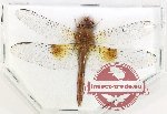 Odonata sp. 88 (A2)