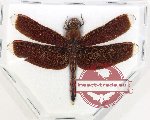 Neurothemis sp. 6 (10 pcs)