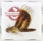 Neurothemis sp. 12