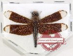 Neurothemis sp. 9