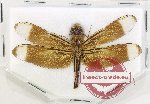 Neurothemis sp. 9