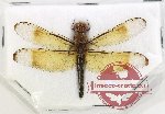 Neurothemis sp. 10