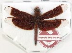Neurothemis sp. 7