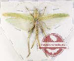 Tettigoniidae sp. 31